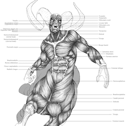 Anatomical Study - Centaur