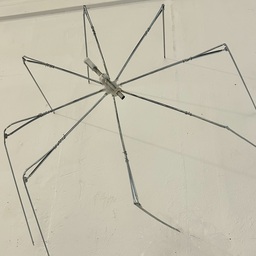 01 Nymphon involucrum