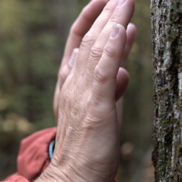 Amongst The Trees: A Short Film