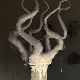 01 Bolocera coffeinium