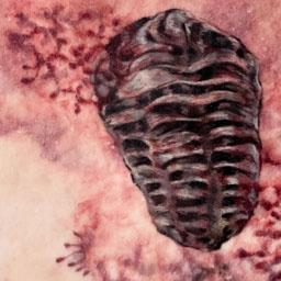 Desire Line II: Fossil