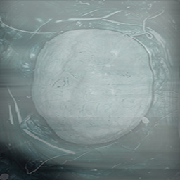 Bacterium Metamorphose