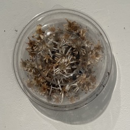 01 Parazoanthus presegmenus