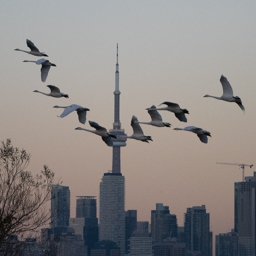 In Our Own Backyards