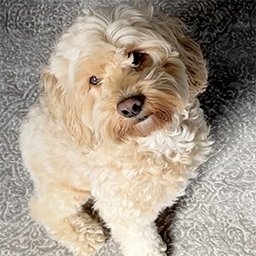 How to Take Care of a Dog: In 5 Easy Steps