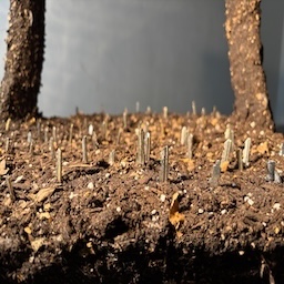 Nostalgia: Nobody Asked Me