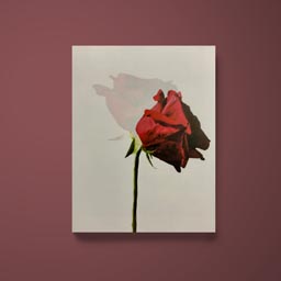 Rose Series