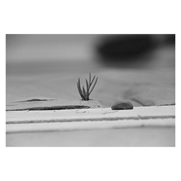 Richard dai essay image