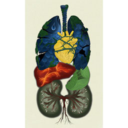 Internal Organs Map