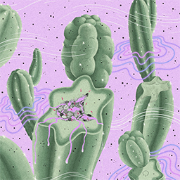 Hallucinogenic Vicuña