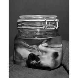 Process work and extension of thesis