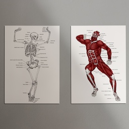 Anatomy Studies