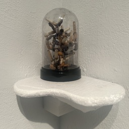 01 Acropora fumificus