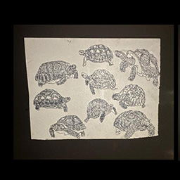 Biodiversity Mixed Media Installation #1 Video