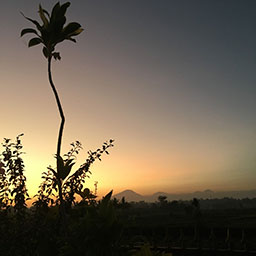 Sunsets