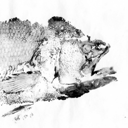 Fish Prints