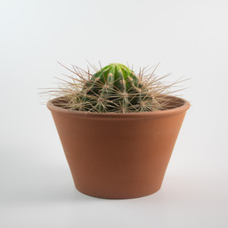 Simple Life, Simple Love