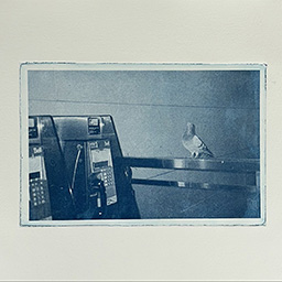 06_pape station pigeon