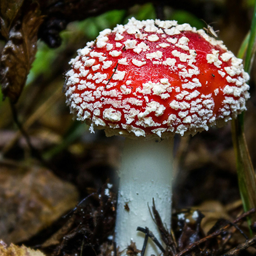 Glow Agaric