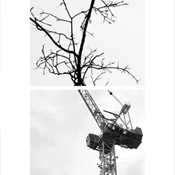 Explorations of Biomimicry and Relationality of Form