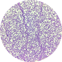 03 A Study of Neural Tissues 