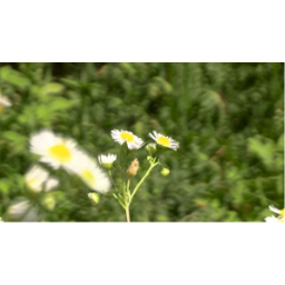 1. Videography and animation projects 