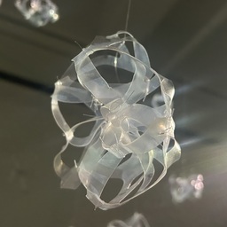 01 Cyanea tendiculae 