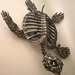 Sea Turtle Skeleton