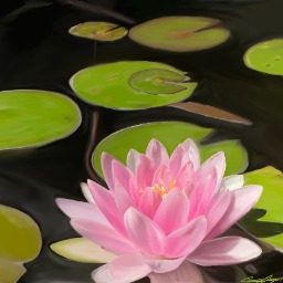 Lotus